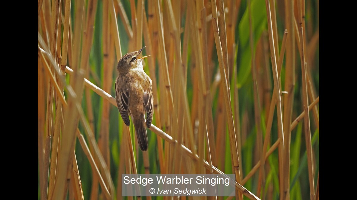 Sedge Warbler Singing
